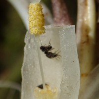 Cryptocoryne wendtii de Wit